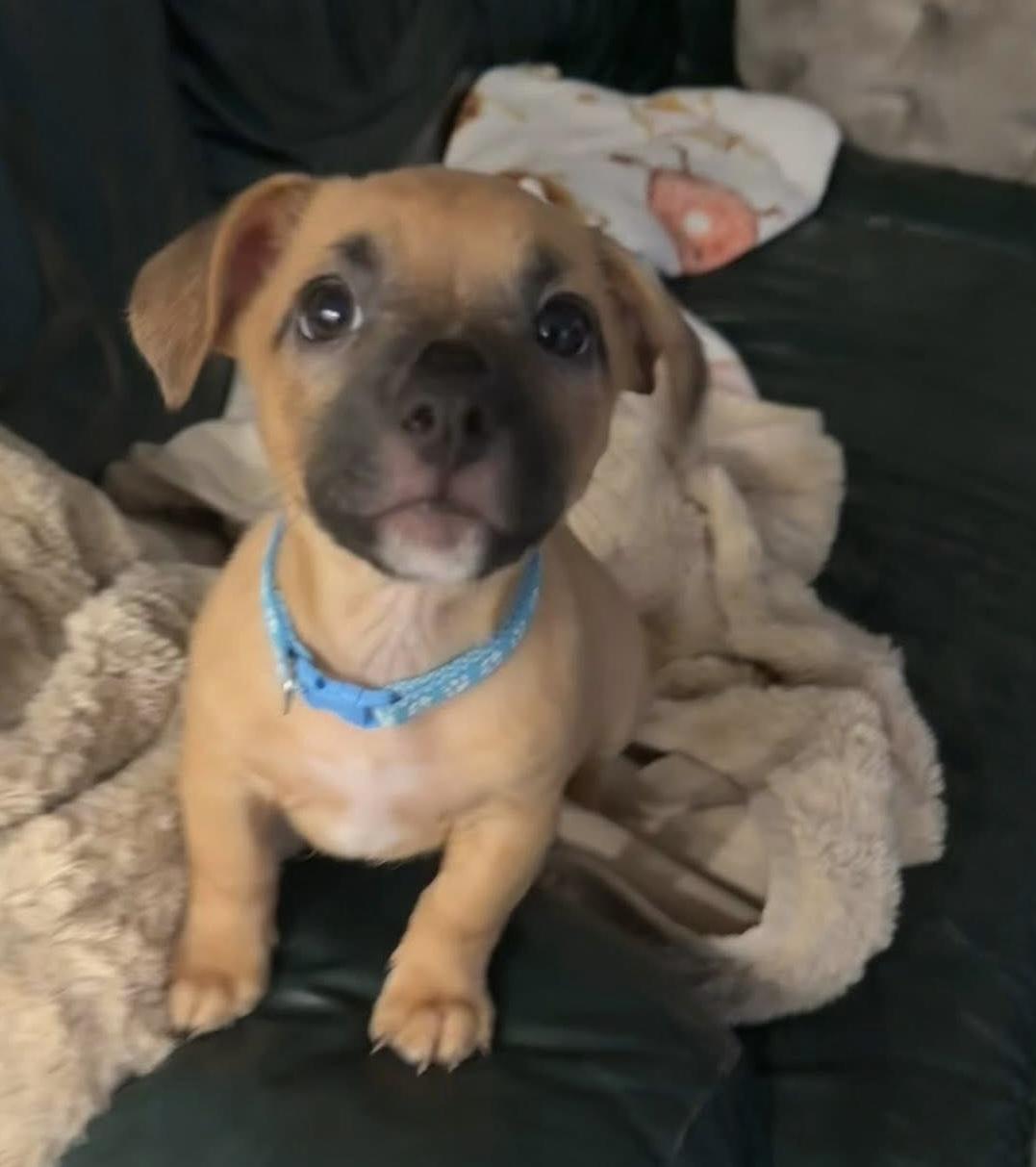 Enlarge Gibbs , an adopted mixed breed in Grosse Pointe Park, MI image 3/5