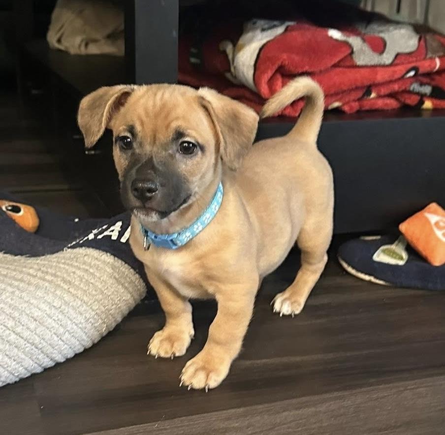 Enlarge Gibbs , an adopted mixed breed in Grosse Pointe Park, MI image 1/5