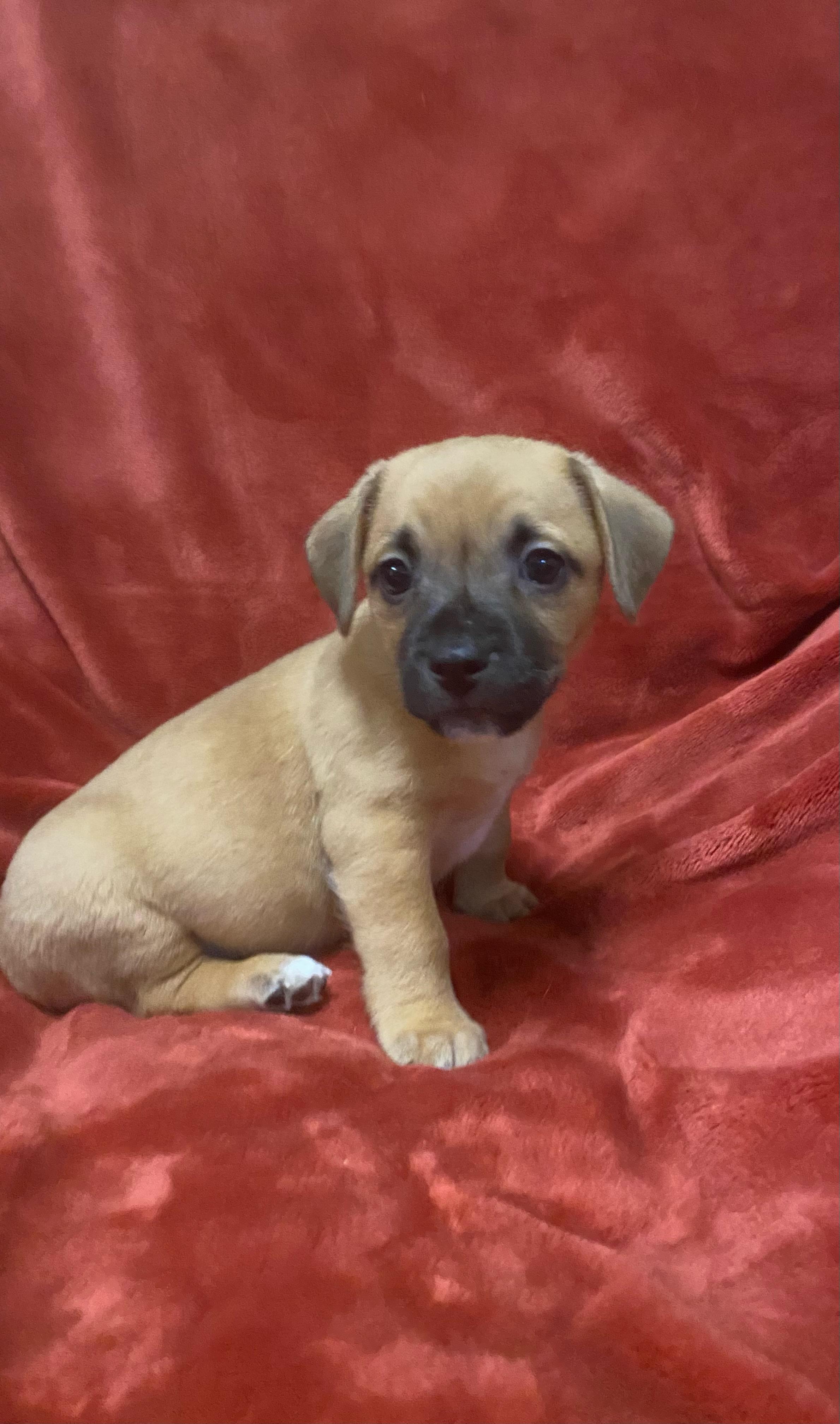 Enlarge Gibbs , an adopted mixed breed in Grosse Pointe Park, MI image 2/5