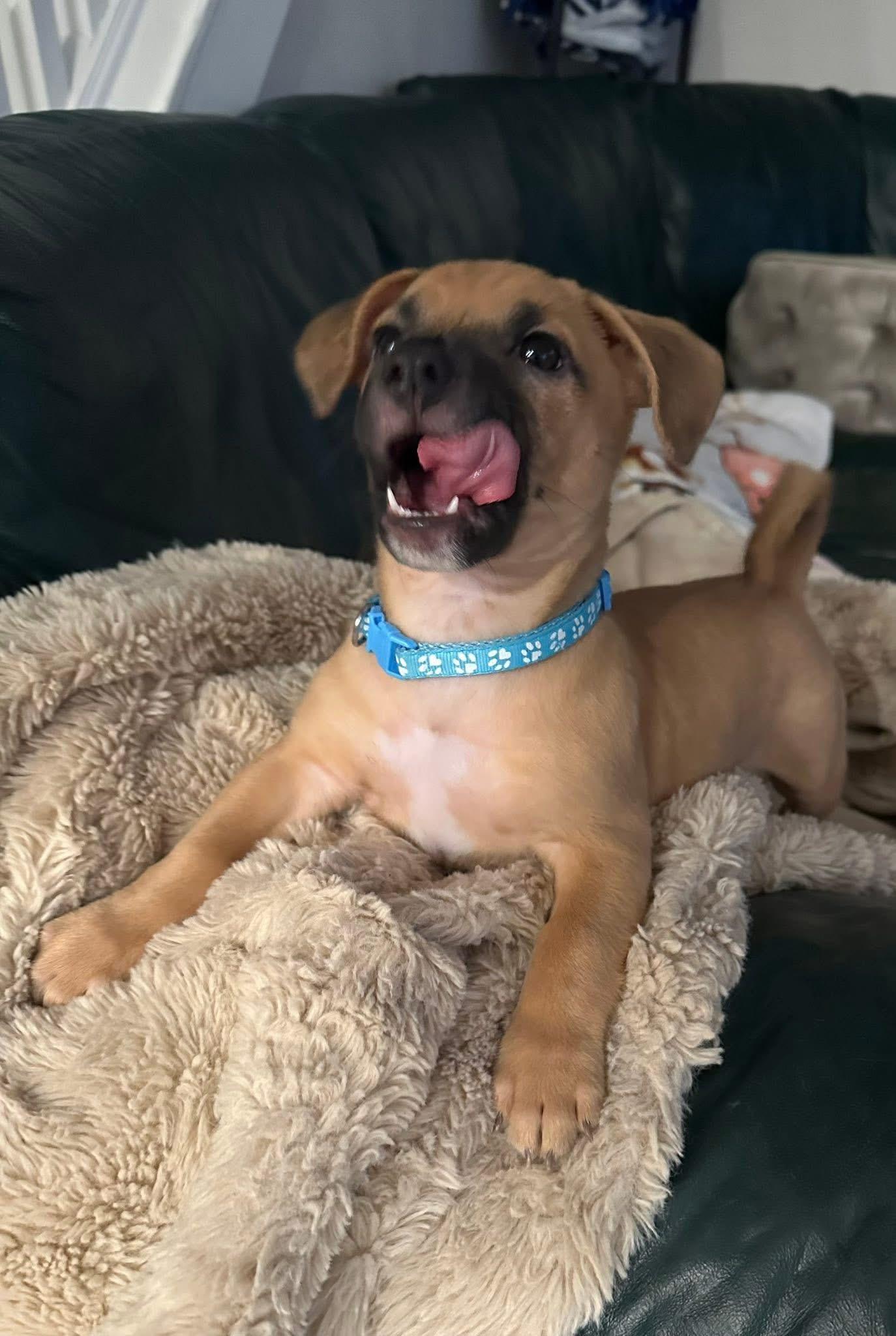 Enlarge Gibbs , an adopted mixed breed in Grosse Pointe Park, MI image 4/5