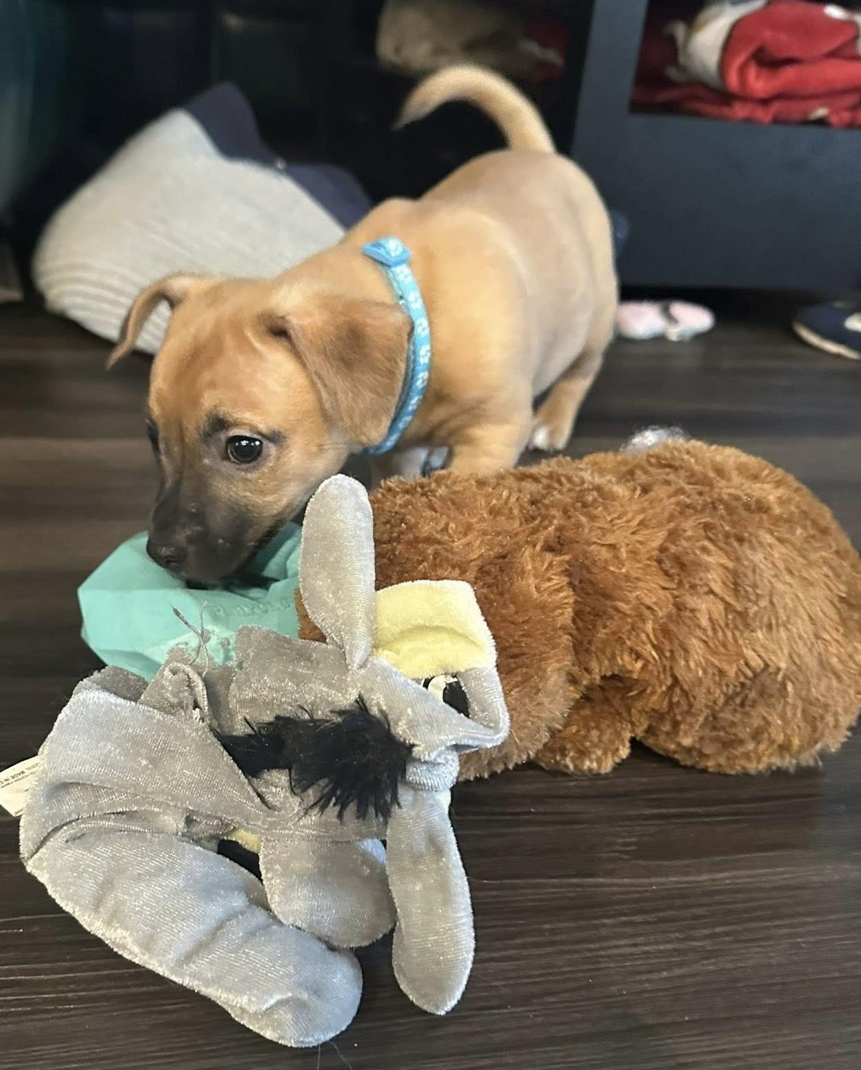 Enlarge Gibbs , an adopted mixed breed in Grosse Pointe Park, MI image 5/5