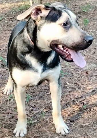 Ricky, Adoptable, Young Male German Shepherd Dog.