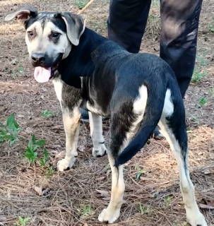 Ricky, a Adoptable mixed breed in Frankston, TX image 2/3