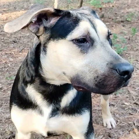 Ricky, a Adoptable mixed breed in Frankston, TX image 3/3