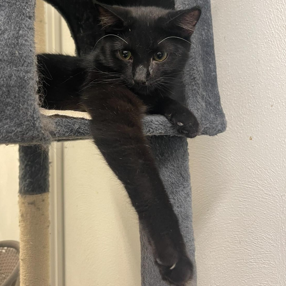 Enlarge Nicki, a Adoptable Domestic Short Hair in Indiana, PA image 4/4