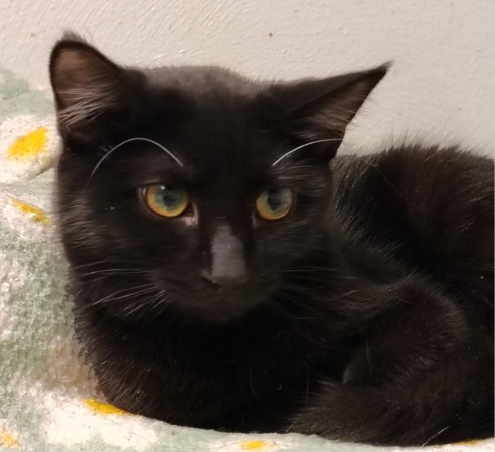 Nicki, Adoptable, Young Female Domestic Short Hair.