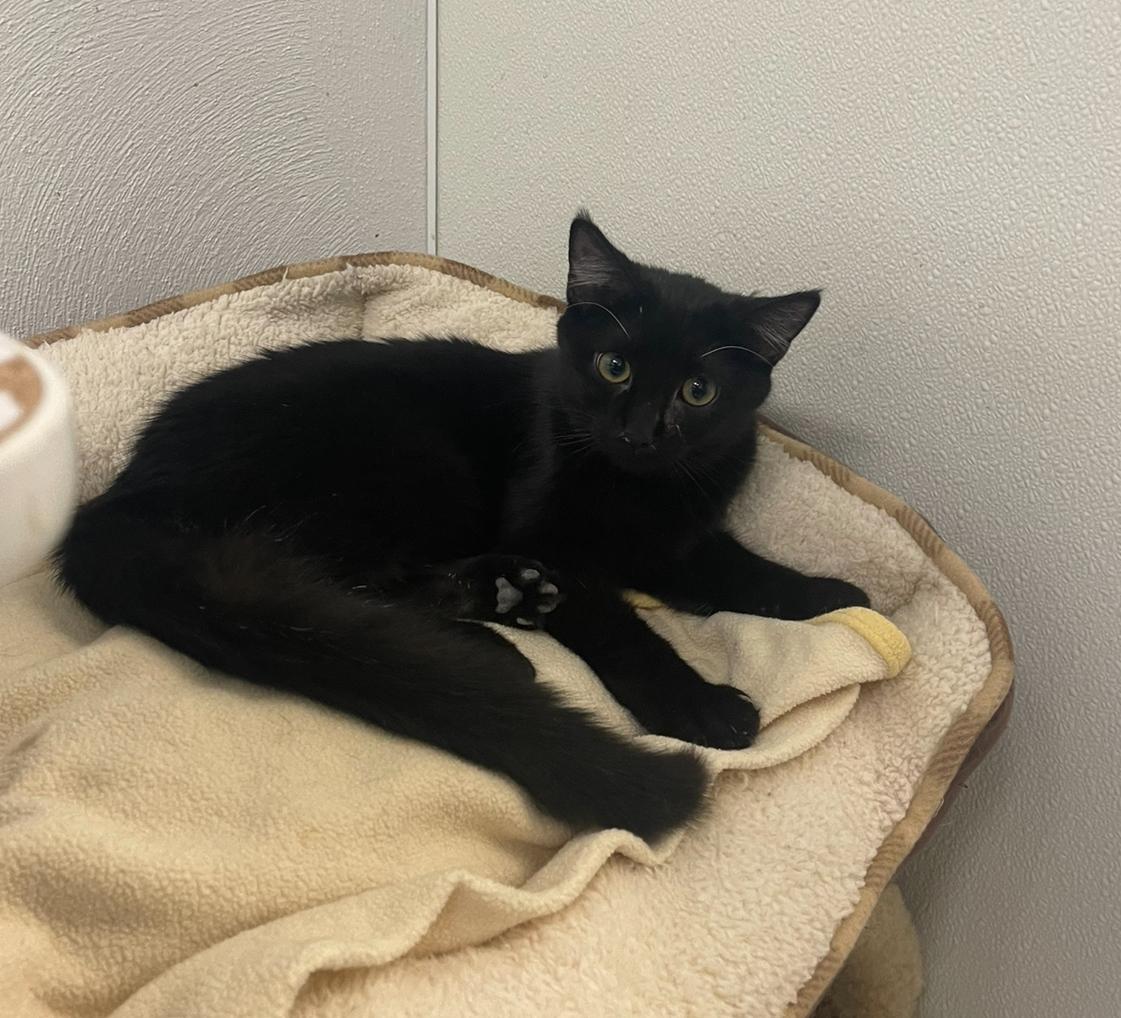 Enlarge Nicki, a Adoptable Domestic Short Hair in Indiana, PA image 3/4