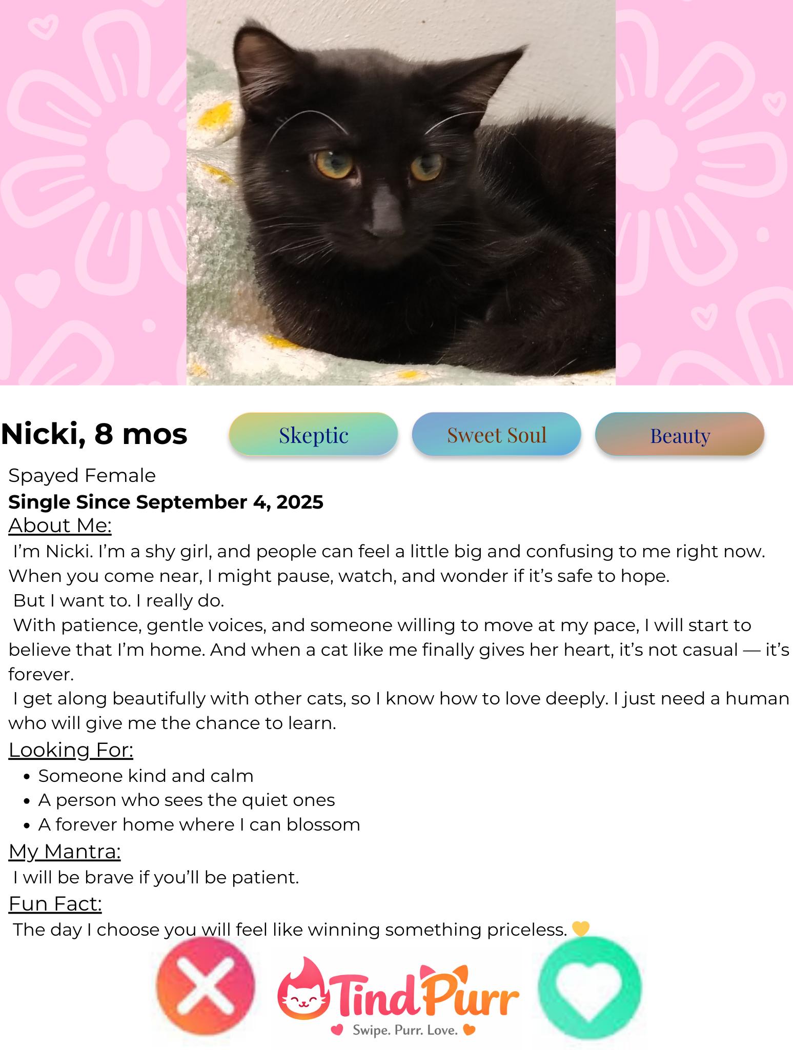 Enlarge Nicki, a Adoptable Domestic Short Hair in Indiana, PA image 2/4