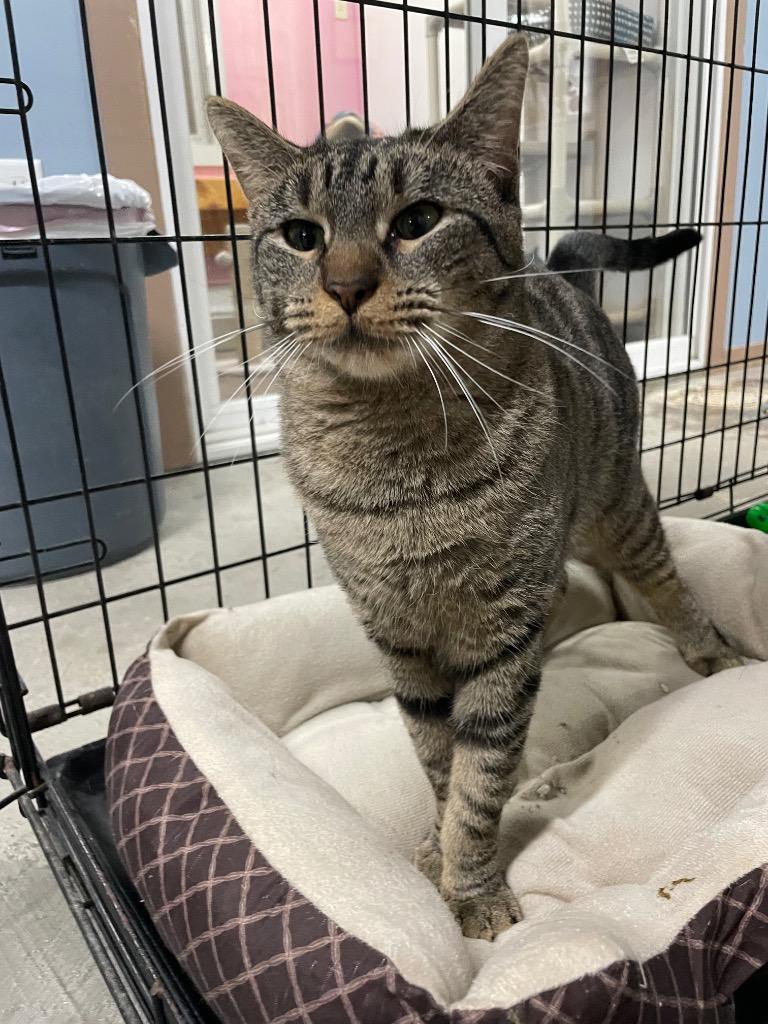 Sacha, Adoptable, Adult Female Domestic Short Hair.