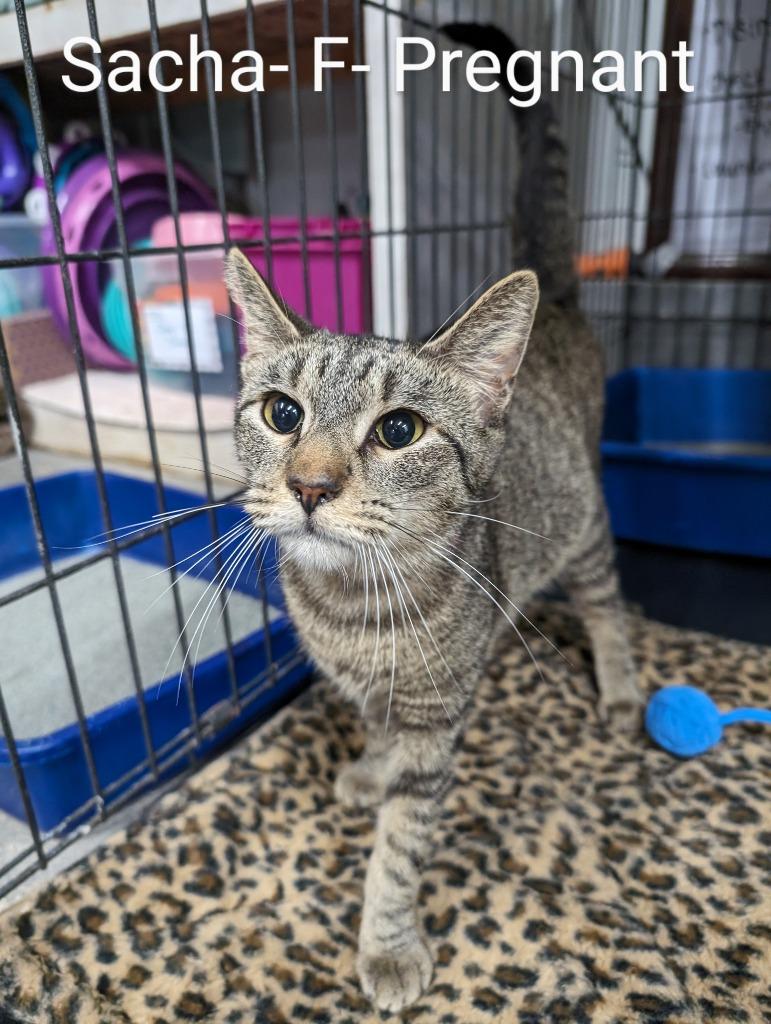 Enlarge Sacha, a Adoptable mixed breed in Glenfield, NY image 3/4