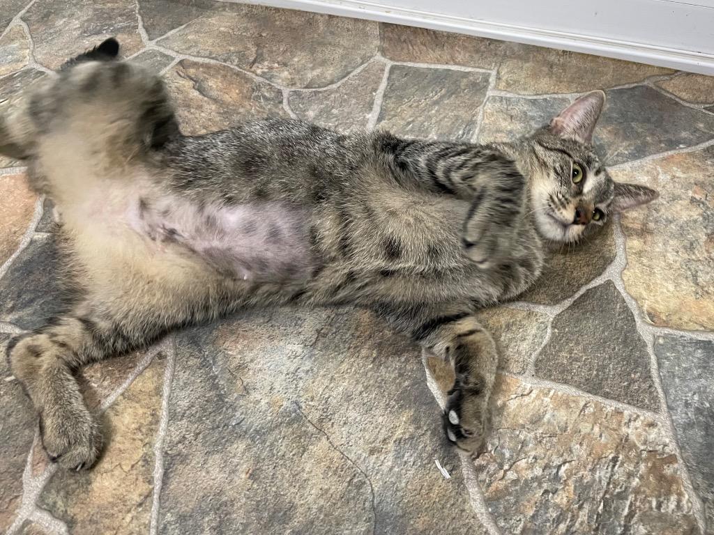 Enlarge Sacha, a Adoptable mixed breed in Glenfield, NY image 4/4