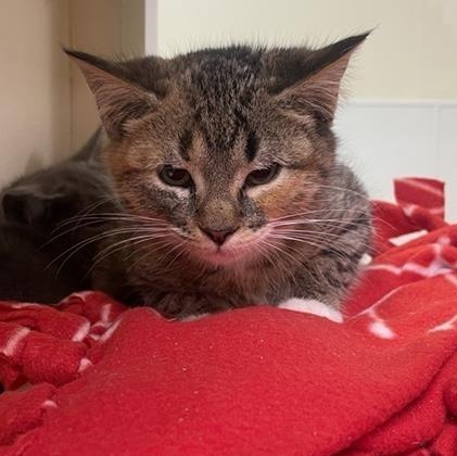 Flloyd, ADOPTABLE, Kitten Female Domestic Short Hair.