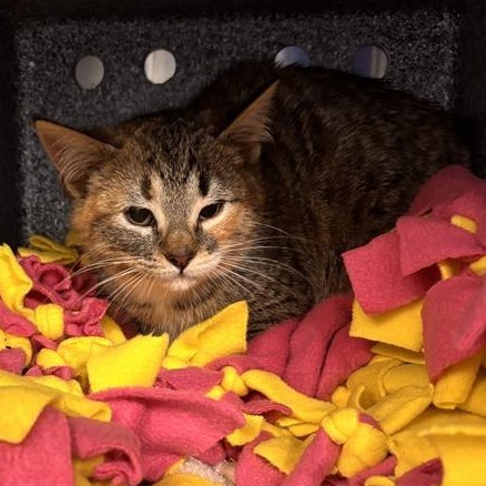 Enlarge Flloyd, a ADOPTABLE Domestic Short Hair in Prince Frederick, MD image 2/4