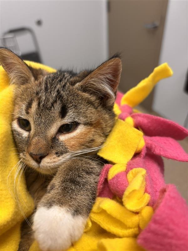 Enlarge Flloyd, a ADOPTABLE Domestic Short Hair in Prince Frederick, MD image 3/4