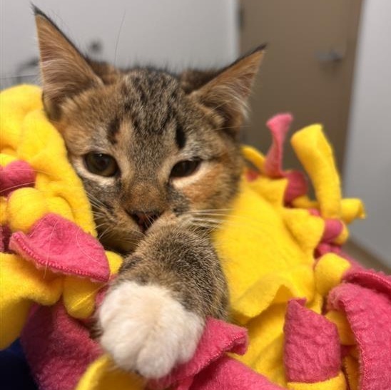 Enlarge Flloyd, a ADOPTABLE Domestic Short Hair in Prince Frederick, MD image 4/4
