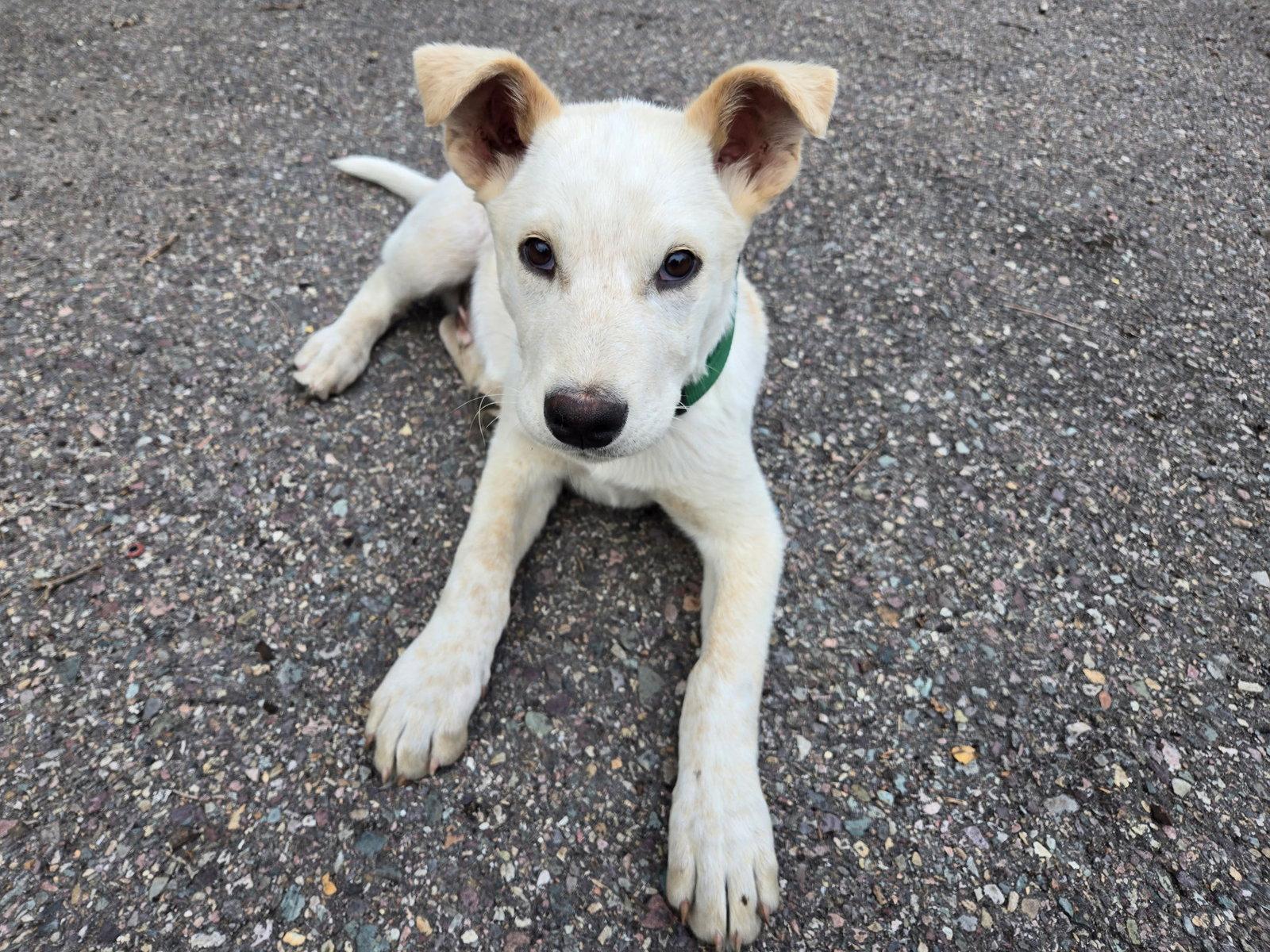 Enlarge Simon, a Adopted Australian Cattle Dog / Blue Heeler in Polson, MT image 1/1