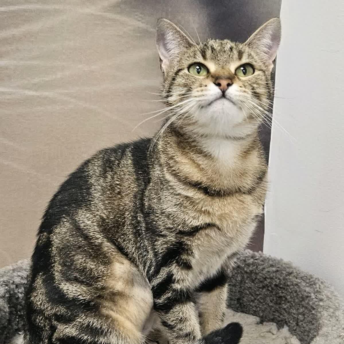 Enlarge Sophie, a ADOPTABLE Tabby in Cookeville, TN image 1/2