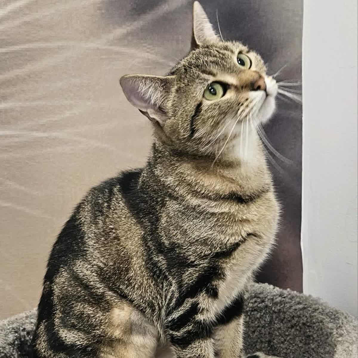 Enlarge Sophie, a ADOPTABLE Tabby in Cookeville, TN image 2/2