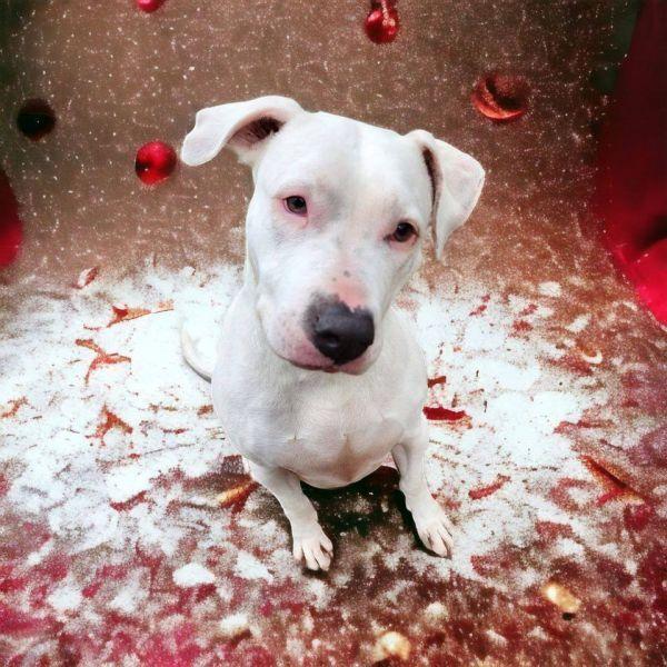 Amara, Adoptable, Adult Female Dogo Argentino.