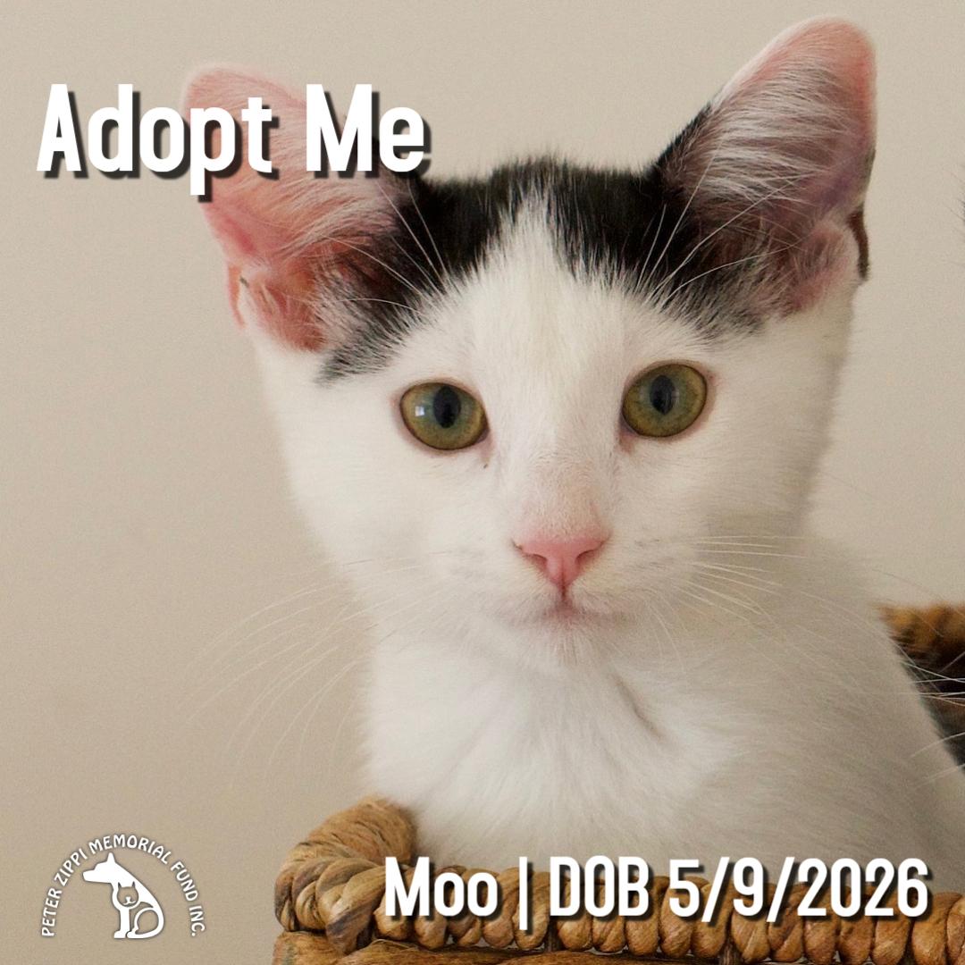 Moo, ADOPTABLE, Kitten Male Domestic Short Hair & American Shorthair.