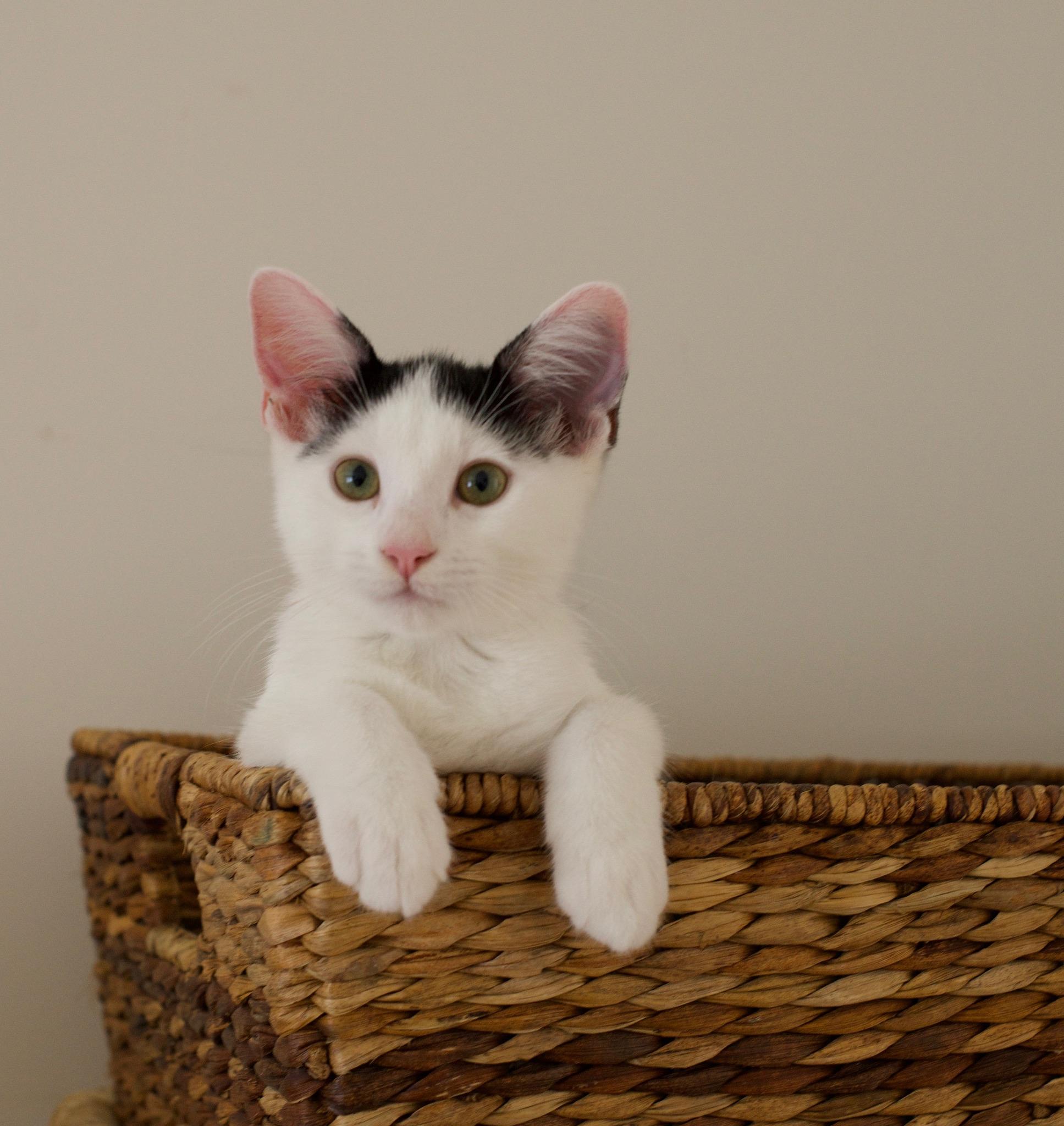 Moo, a ADOPTABLE mixed breed in Hermosa Beach, CA image 3/4