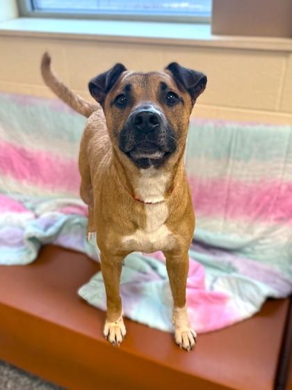 Lola, Adoptable, Adult Female Pit Bull Terrier & Shepherd.