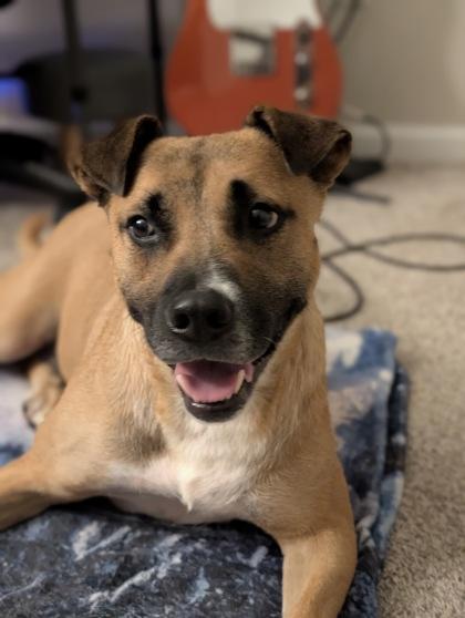 Lola, a Adoptable mixed breed in Westland, MI image 1/3
