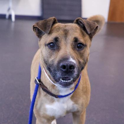 Enlarge Lola, a Adoptable mixed breed in Westland, MI image 1/3