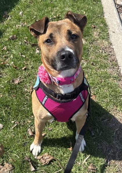 Lola, a Adoptable mixed breed in Westland, MI image 2/3