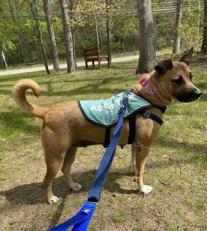 Enlarge Lola, a Adoptable mixed breed in Westland, MI image 2/3