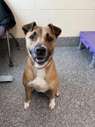 Enlarge Lola, a Adoptable mixed breed in Westland, MI image 2/3