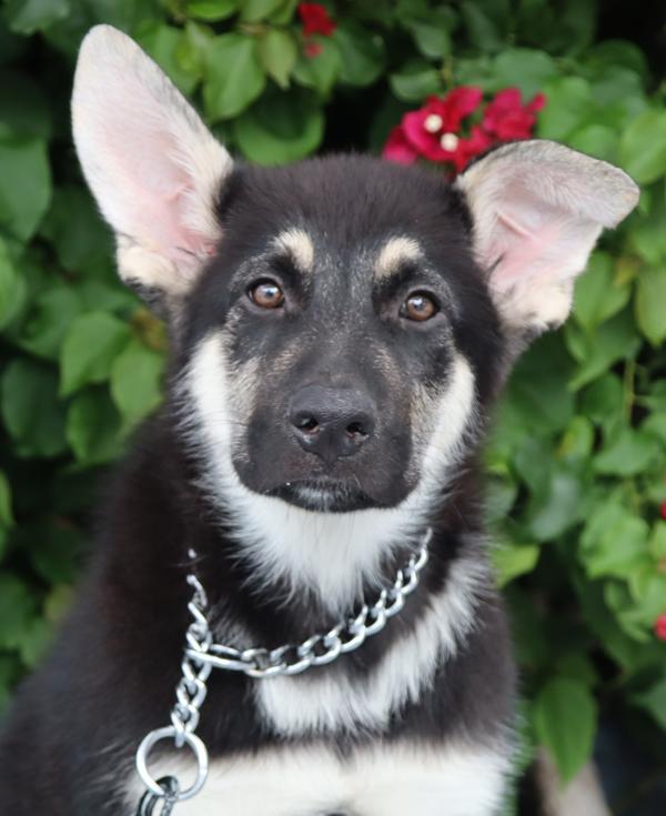 Enlarge Parker von Mengen , an adopted mixed breed in Los Angeles, CA image 1/1
