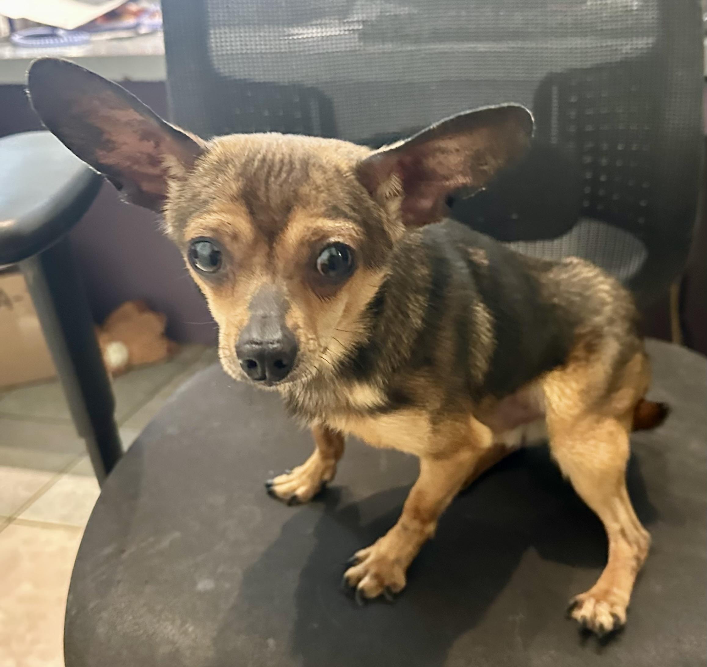 WHOPPING 4 LBS!!, ADOPTABLE, Puppy Male Chihuahua.