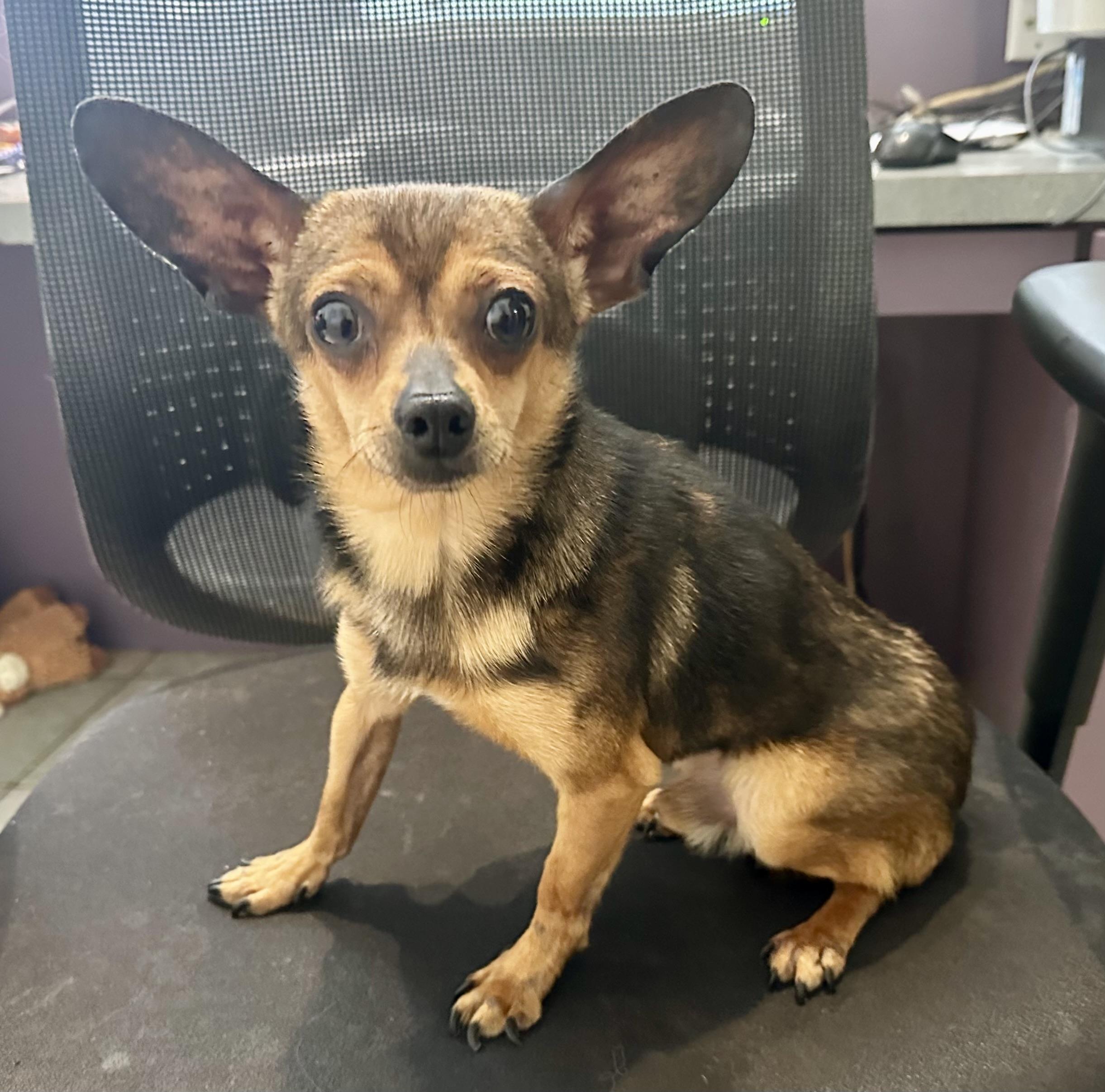 Enlarge WHOPPING 4 LBS!!, a ADOPTABLE Chihuahua in Northwood, OH image 2/2