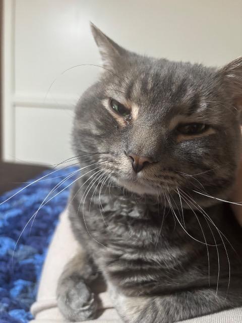 Monty, Adoptable, Adult Male Domestic Short Hair.