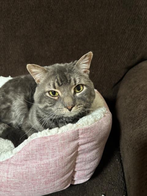 Enlarge Monty, a Adoptable mixed breed in Pawtucket, RI image 2/5