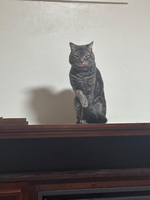 Enlarge Monty, a Adoptable mixed breed in Pawtucket, RI image 3/5