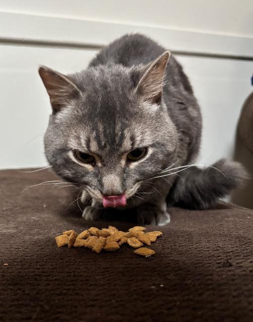 Enlarge Monty, a Adoptable mixed breed in Pawtucket, RI image 4/5