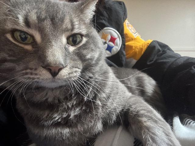 Enlarge Monty, a Adoptable mixed breed in Pawtucket, RI image 5/5