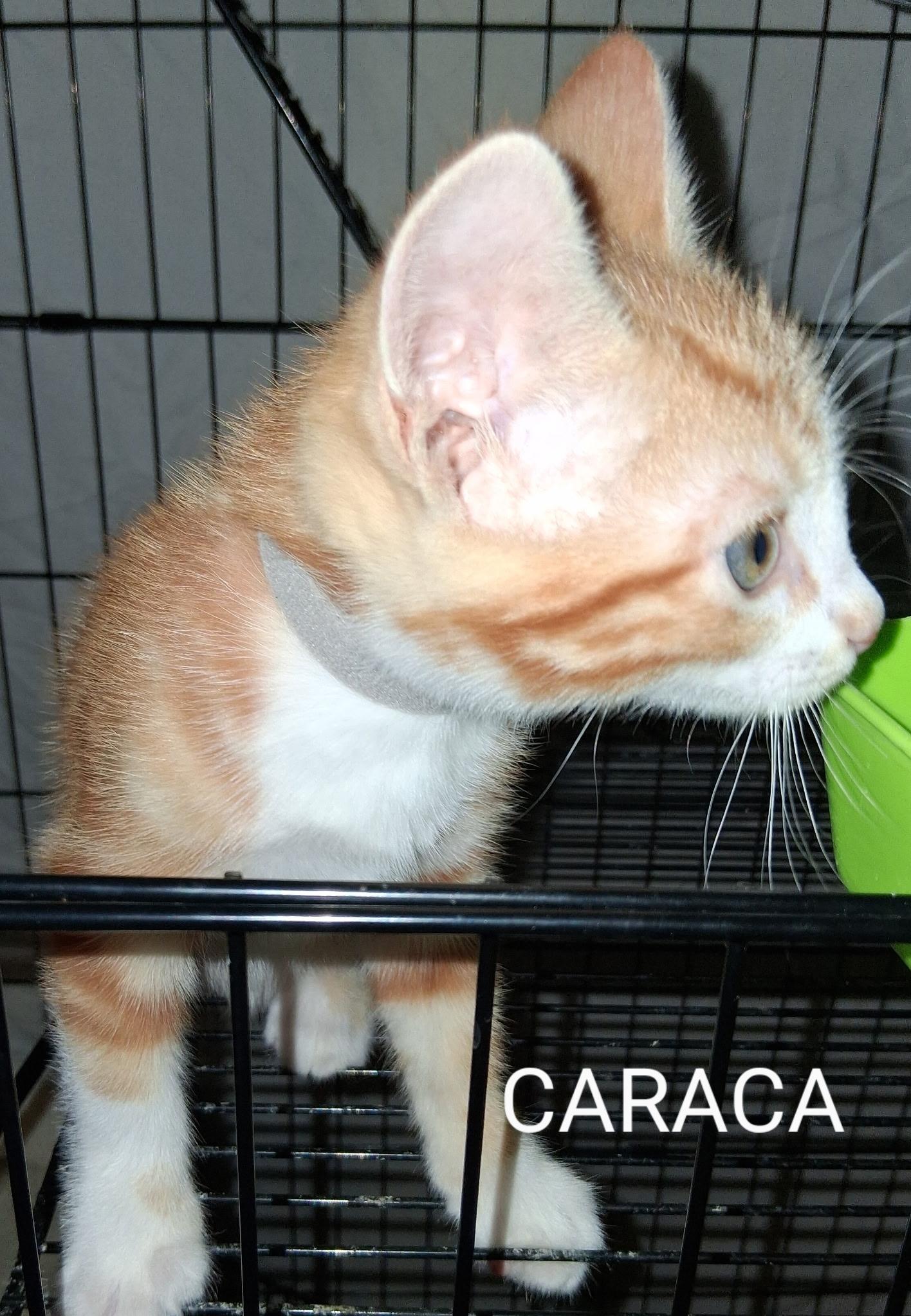Enlarge CARACA, a ADOPTABLE Domestic Short Hair in Redondo Beach, CA image 2/2