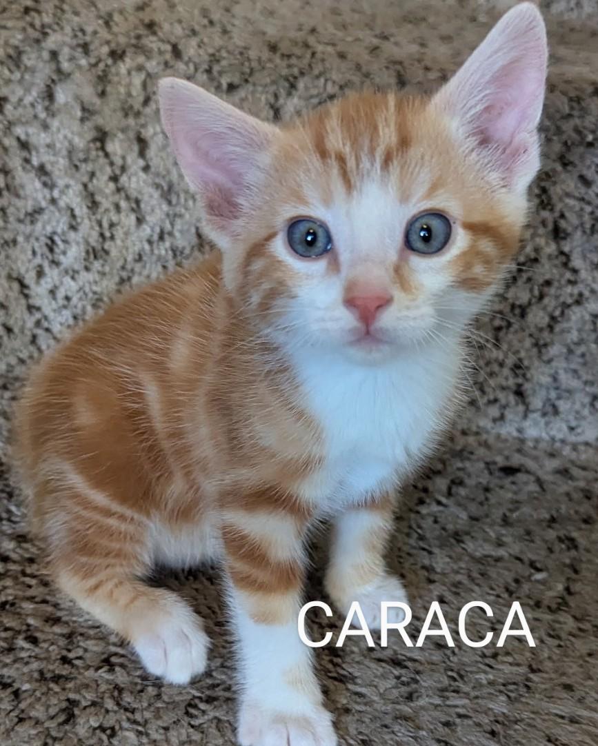 CARACA, ADOPTABLE, Kitten Male Domestic Short Hair.