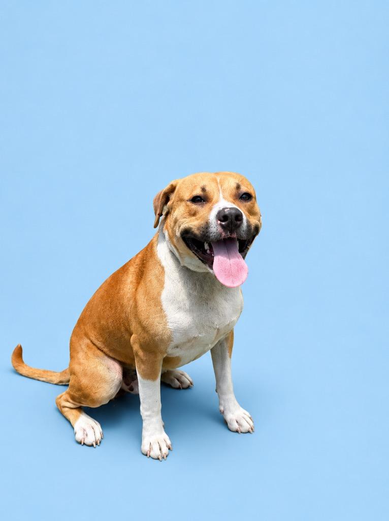 Bugsy, Adoptable, Adult Male Terrier.