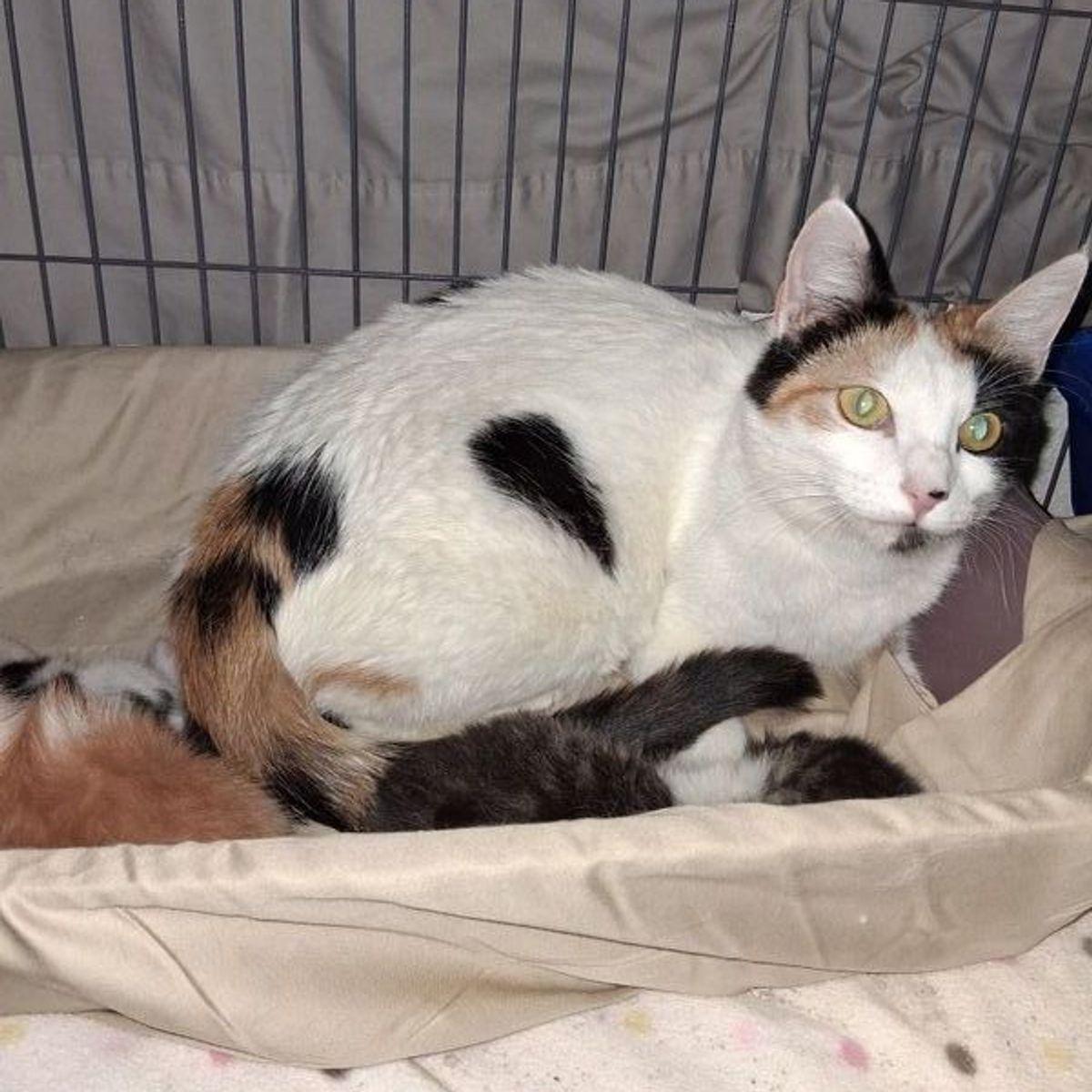 Starla, Adoptable, Adult Female Domestic Short Hair.