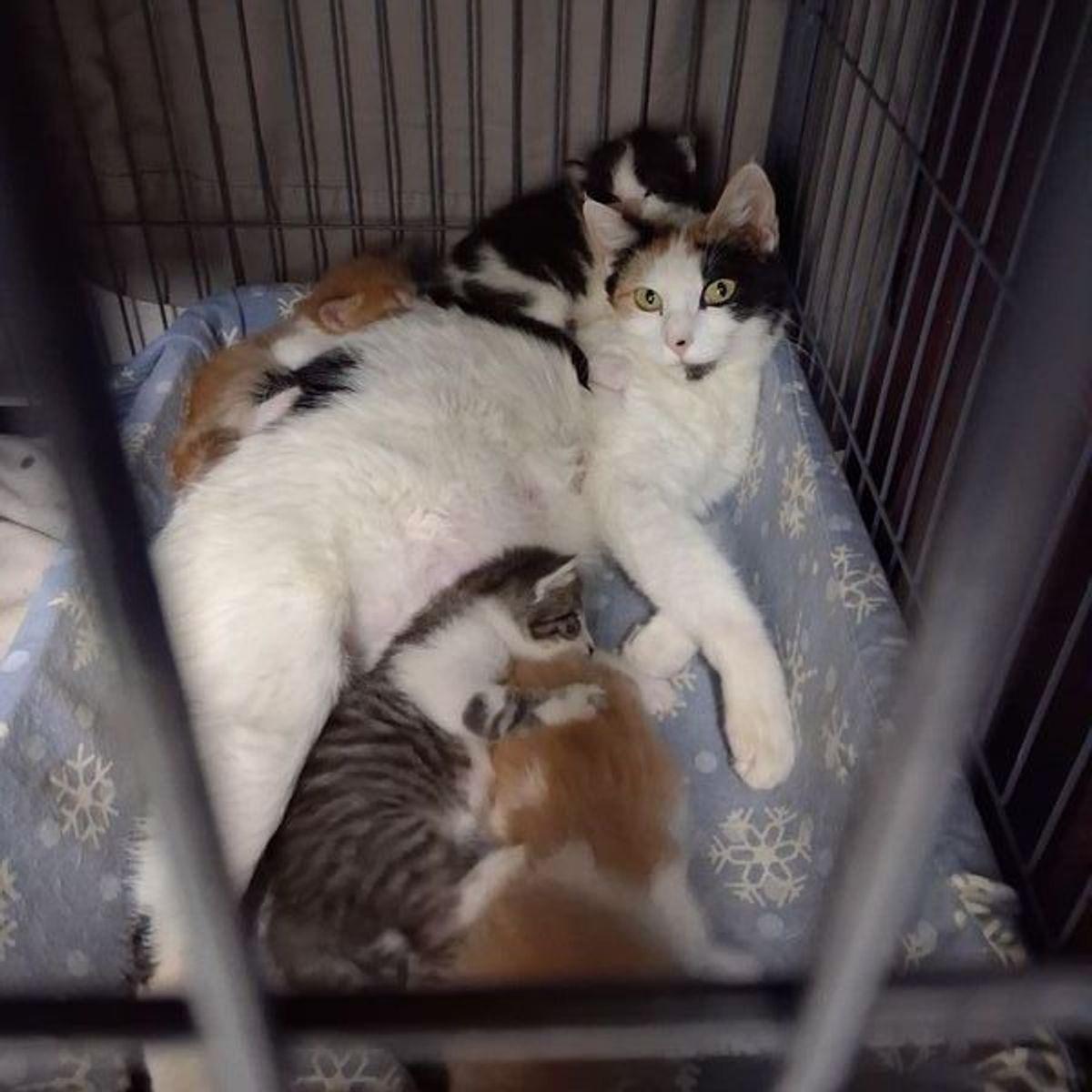 Starla, a Adoptable Domestic Short Hair in Lake Havasu City, AZ image 2/3