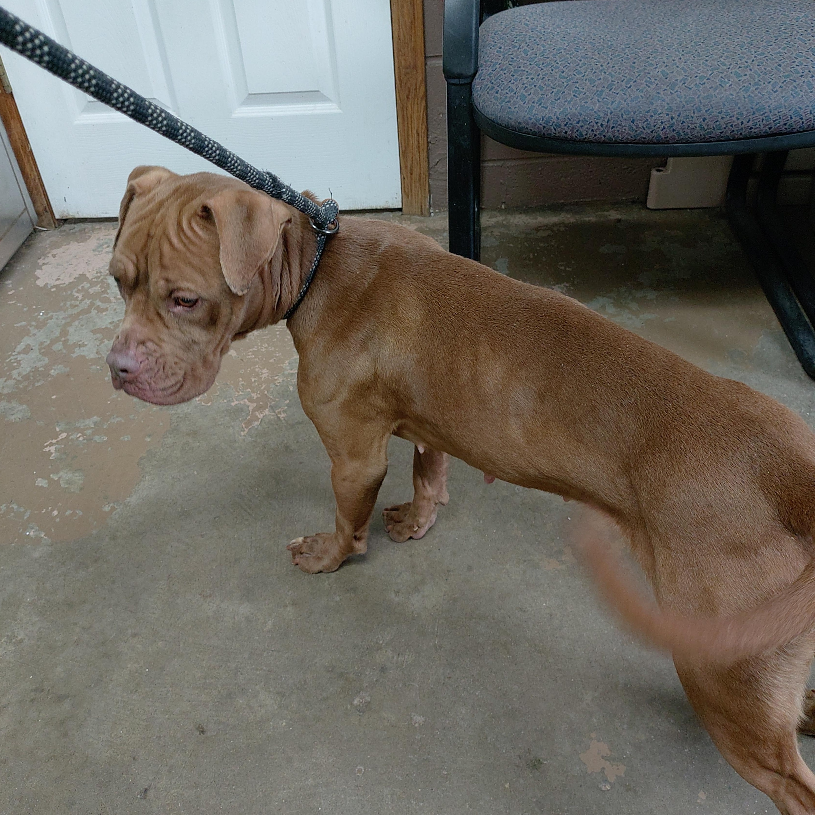 Enlarge 26-041, a ADOPTABLE mixed breed in Carrollton, OH image 2/3