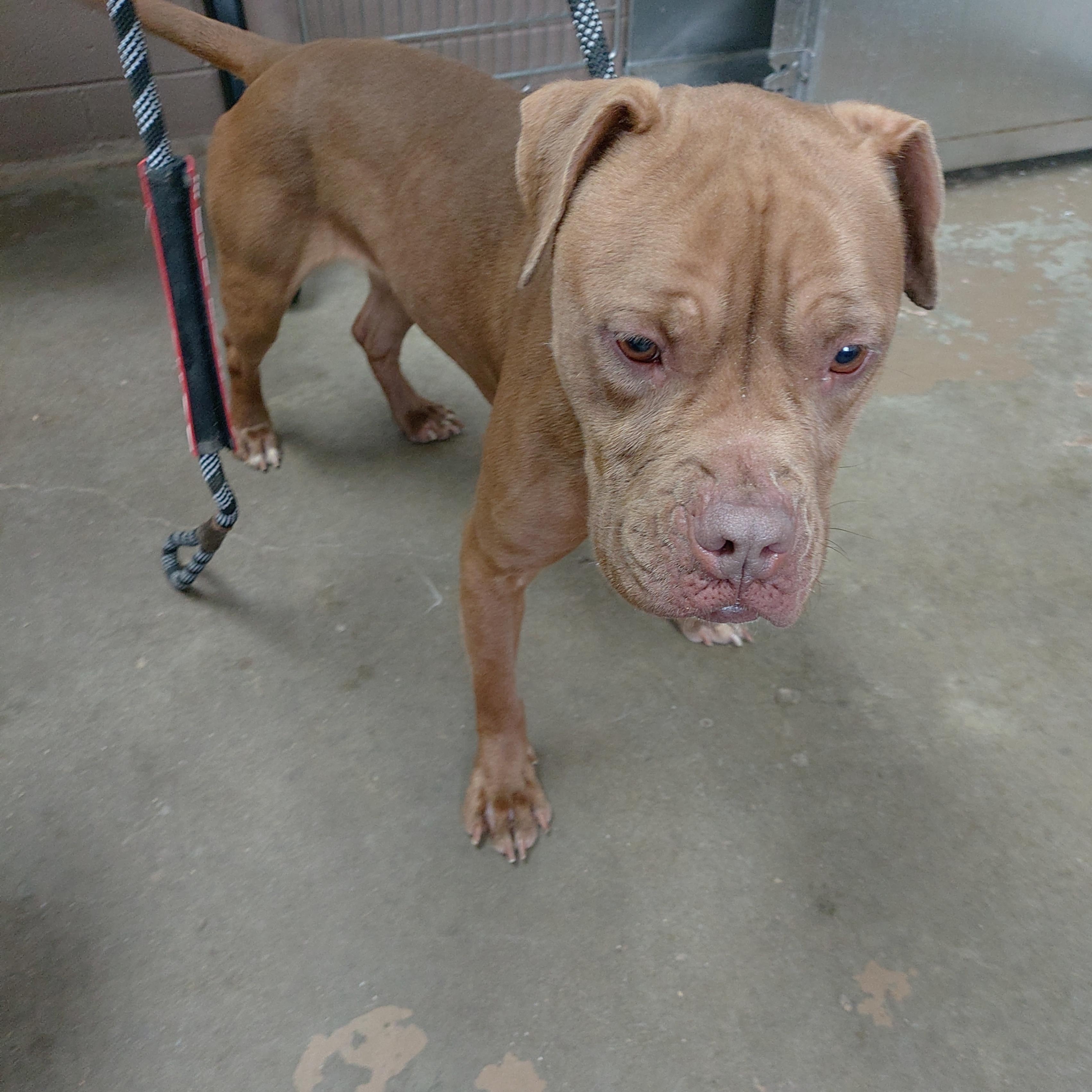 26-041, ADOPTABLE, Young Female Pit Bull Terrier.