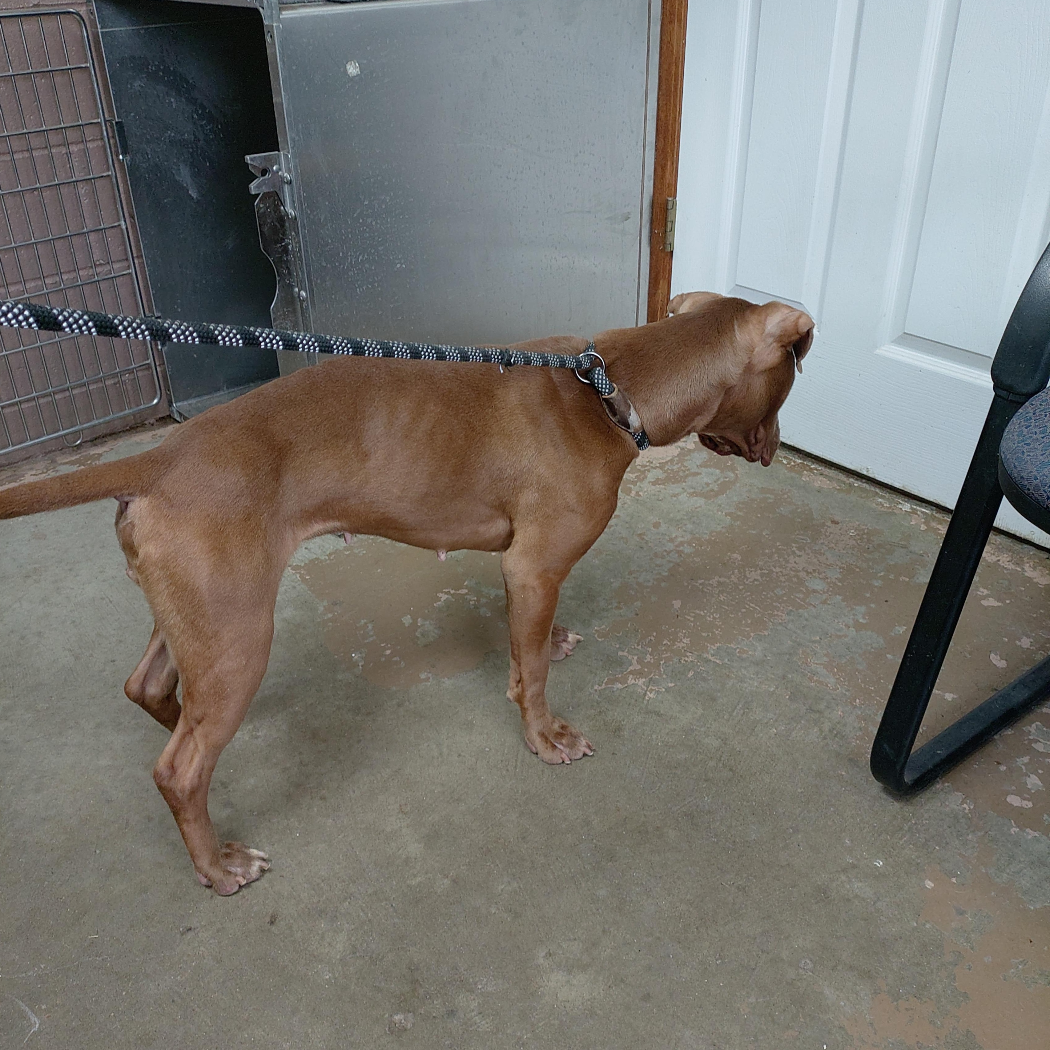 Enlarge 26-041, a ADOPTABLE mixed breed in Carrollton, OH image 3/3