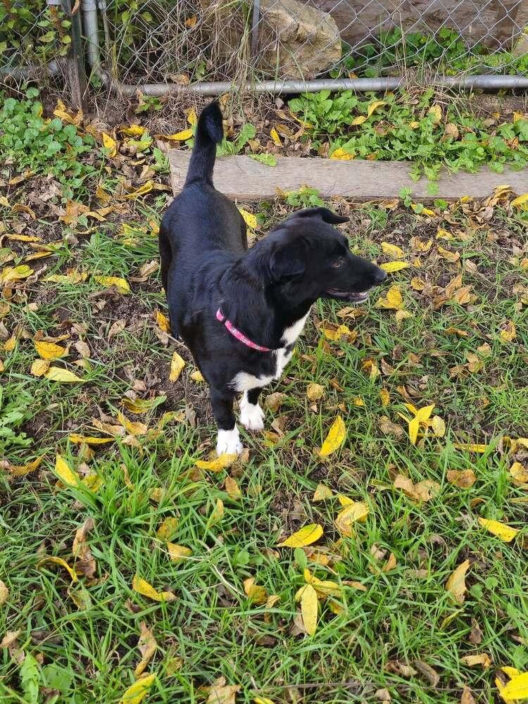 Blackie Pearl, Adoptable, Young Female Terrier & Corgi.