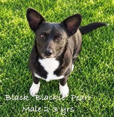 Enlarge Blackie Pearl, a Adoptable mixed breed in Waunakee, WI image 2/3