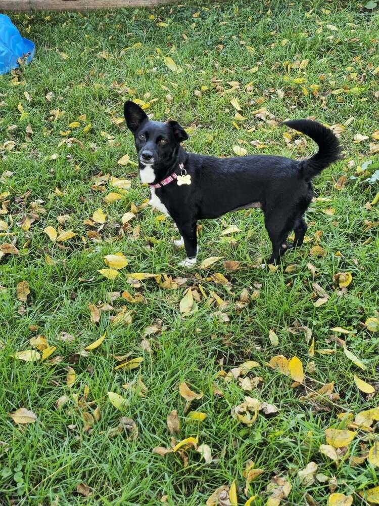 Enlarge Blackie Pearl, a Adoptable mixed breed in Waunakee, WI image 3/3